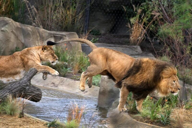 amsterdam-artis-royal-zoo-and-artis-groote-museum-ticket