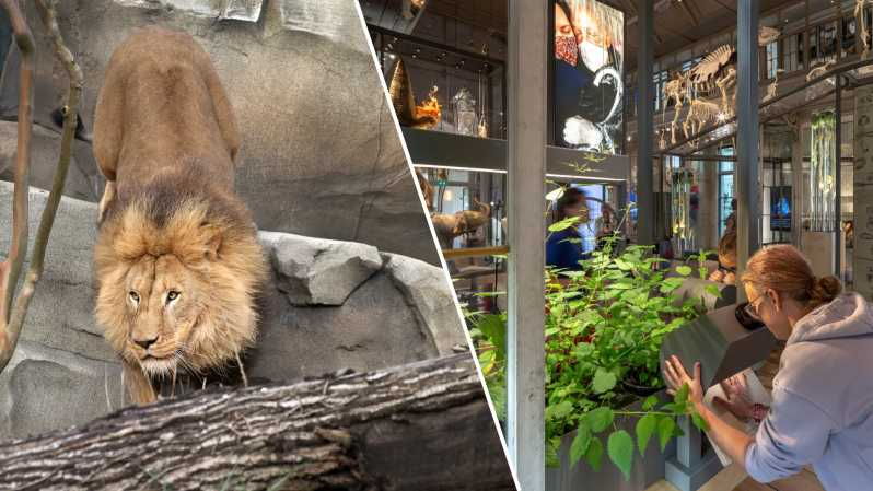 amsterdam-artis-royal-zoo-and-artis-groote-museum-ticket