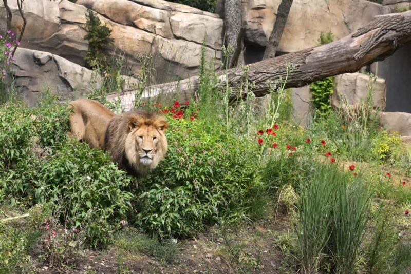 Amsterdam: ARTIS Royal Zoo Ticket with Animals on the Canal - Key Points