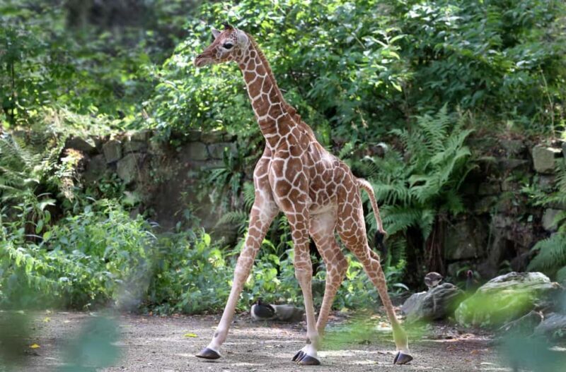 Amsterdam: ARTIS Royal Zoo Ticket with Animals on the Canal - The Practicalities of Visiting