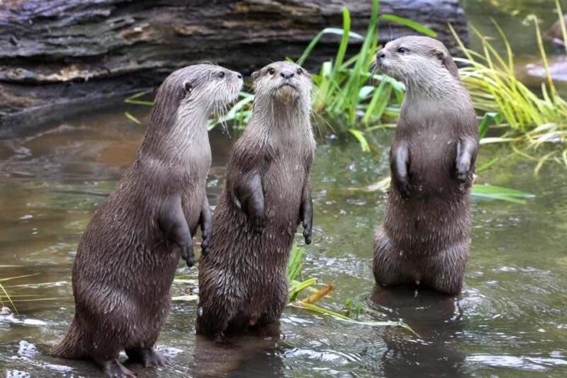 Amsterdam: ARTIS Royal Zoo Ticket with Animals on the Canal - Highlights from Visitors’ Experiences
