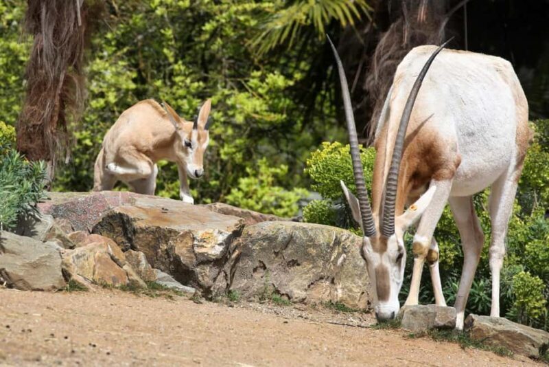 Amsterdam: ARTIS Royal Zoo Ticket with Animals on the Canal - Why Visit ARTIS Royal Zoo?