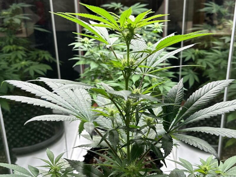 amsterdam-cannabis-museum-entry-ticket