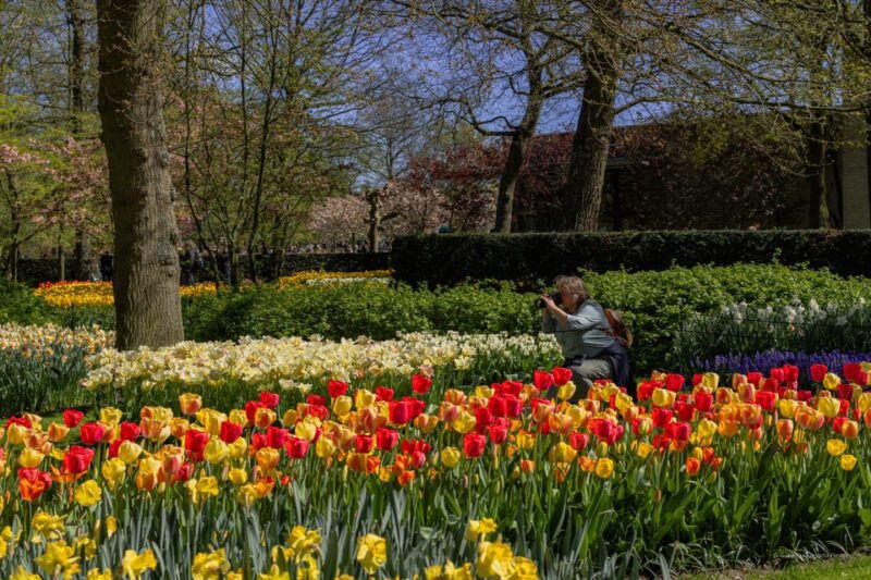 amsterdam-day-trip-to-flower-parade-keukenhof-on-april-12