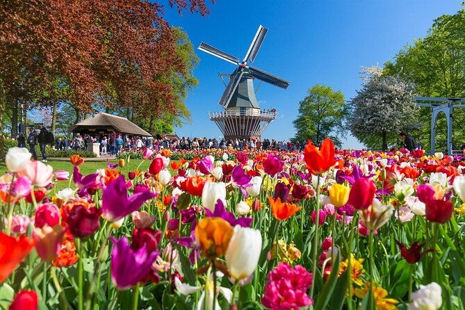 amsterdam-day-trip-to-keukenhof-zaanse-schans-windmills