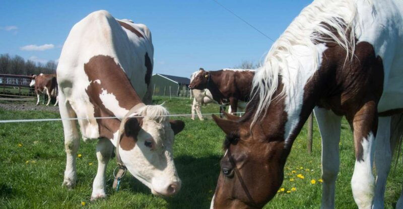 amsterdam-full-day-countryside-tour