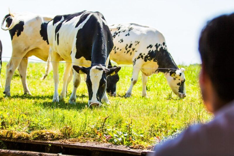 amsterdam-giethoorn-day-trip-with-boat-tour