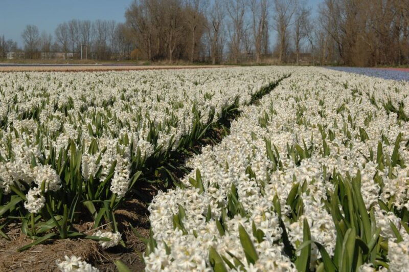 amsterdam-half-day-flower-fields-and-keukenhof-bicycle-tour