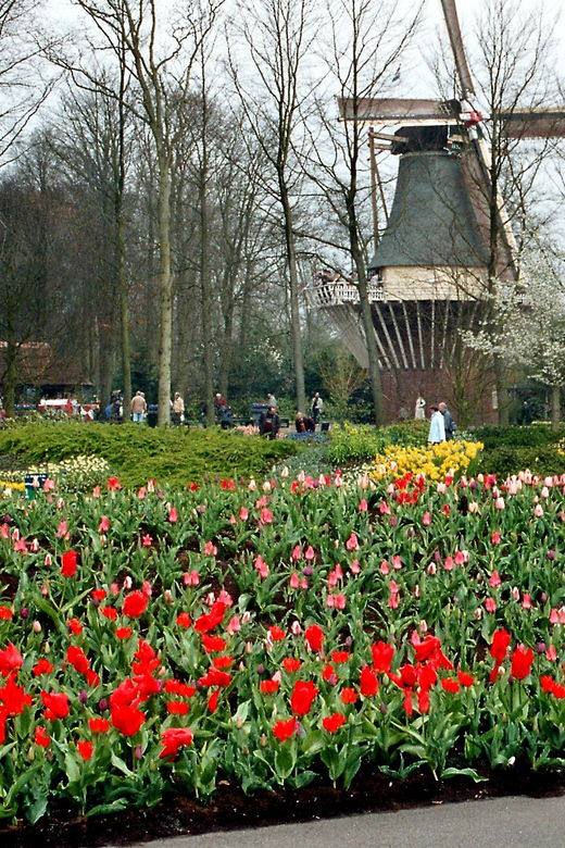 amsterdam-half-day-keukenhof-guided-tour-with-entrance