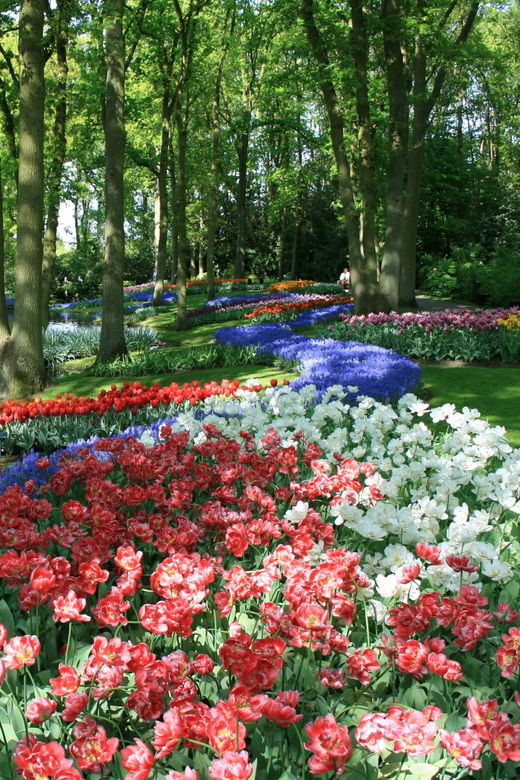 amsterdam-half-day-keukenhof-guided-tour-with-entrance