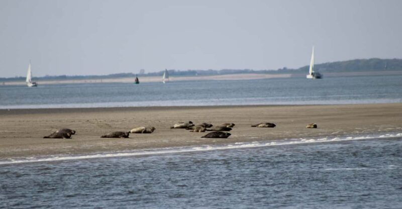 amsterdam-half-day-seal-safari-at-waddensea-unesco-site