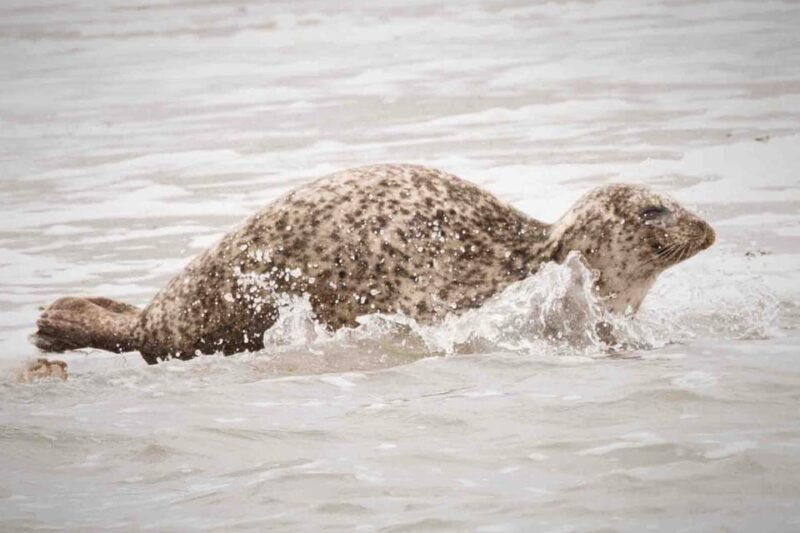 amsterdam-half-day-seal-safari-at-waddensea-unesco-site