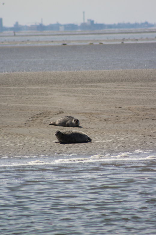 amsterdam-half-day-seal-safari-at-waddensea-unesco-site