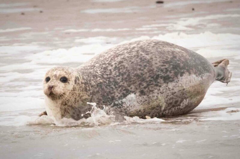 amsterdam-half-day-seal-safari-at-waddensea-unesco-site