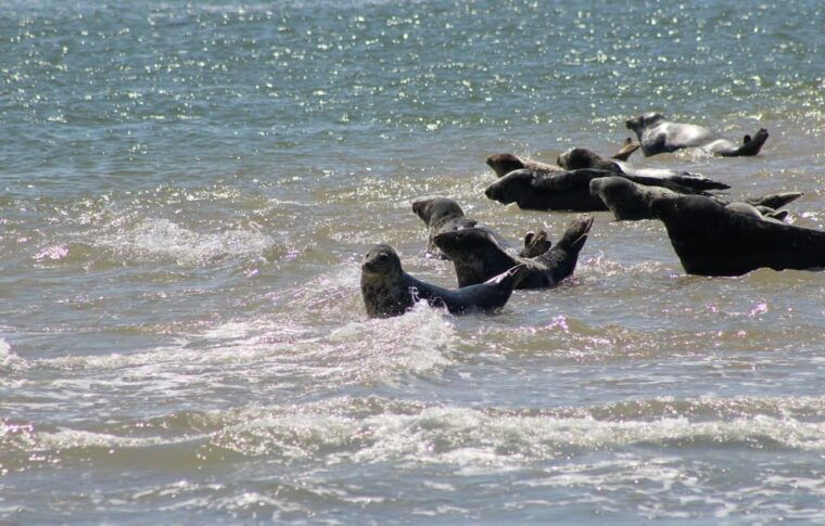 amsterdam-half-day-seal-safari-at-waddensea-unesco-site