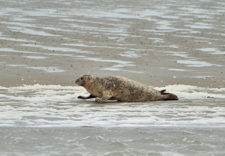 amsterdam-half-day-seal-safari-at-waddensea-unesco-site