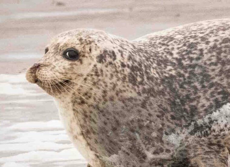 amsterdam-half-day-seal-safari-at-waddensea-unesco-site