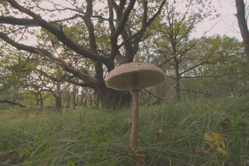 amsterdam-hidden-gem-nature-wildlife-expedition