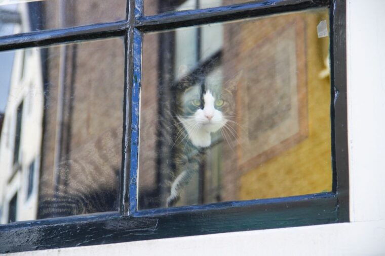 amsterdam-jordaan-district-tour-with-a-german-guide