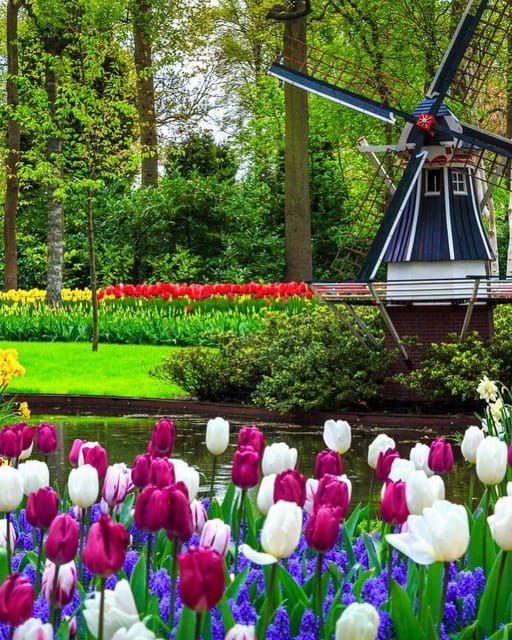 amsterdam-keukenhof-and-tulip-fields-private-day-trip