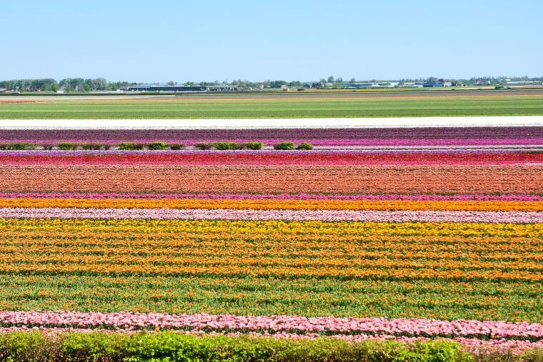 amsterdam-keukenhof-dutch-countryside-small-group-tour