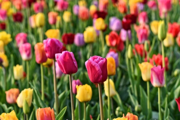 amsterdam-keukenhof-dutch-countryside-small-group-tour