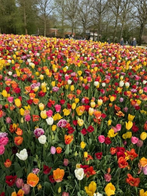 amsterdam-keukenhof-flowerfarm-tour-including-tickets