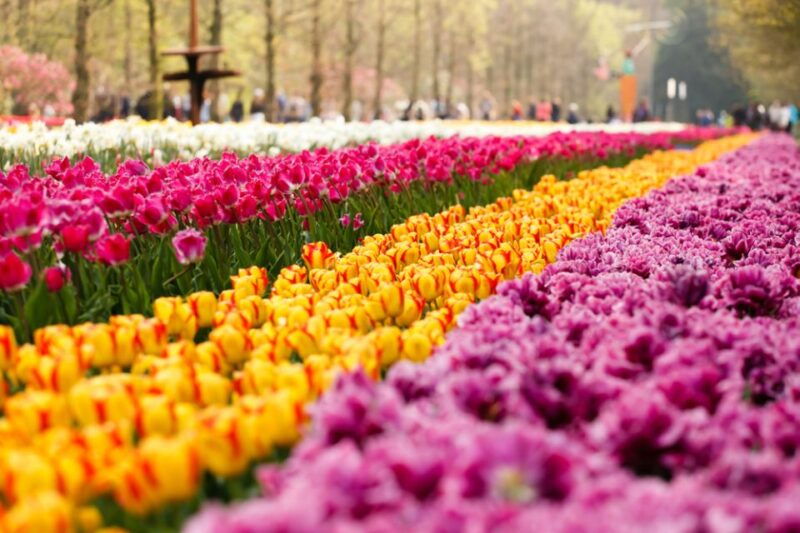 amsterdam-keukenhof-gardens-guided-tour-spanish-and-english