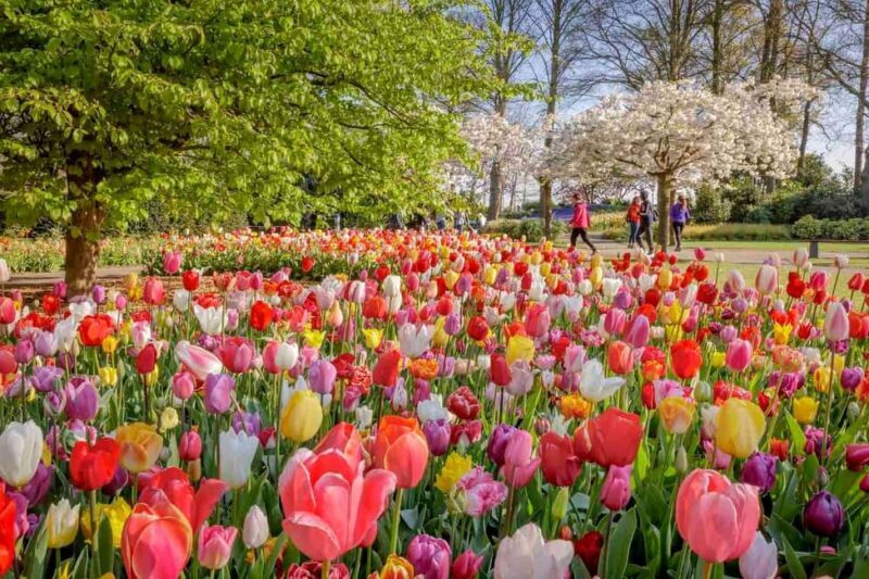 Amsterdam: Keukenhof Gardens & Tulip Fields Private Tour - Key Points
