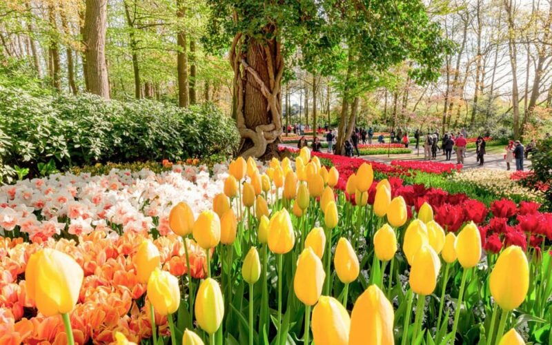 amsterdam-keukenhof-gardens-windmill-cruise-tulip-farm