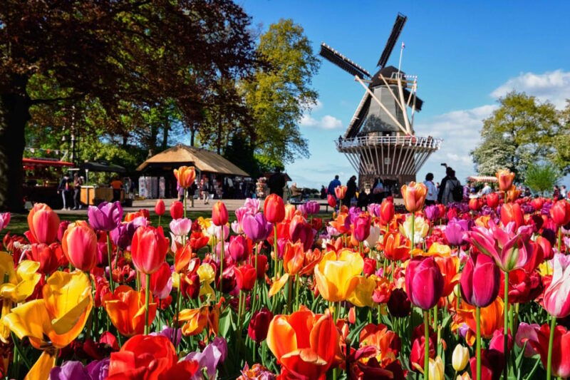 amsterdam-keukenhof-gardens-windmill-cruise-tulip-farm