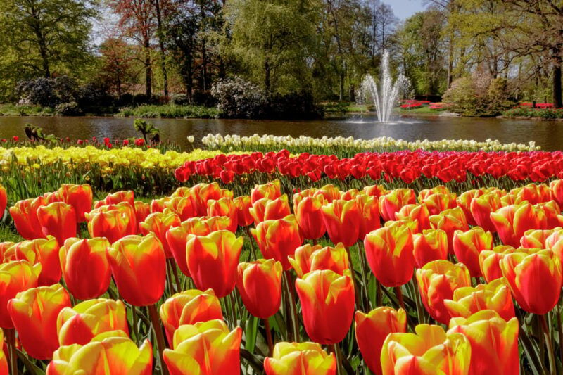 amsterdam-keukenhof-ticket-and-roundtrip-shuttle-transfer