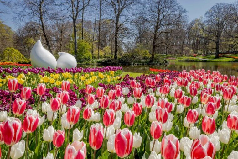 amsterdam-keukenhof-ticket-and-roundtrip-shuttle-transfer