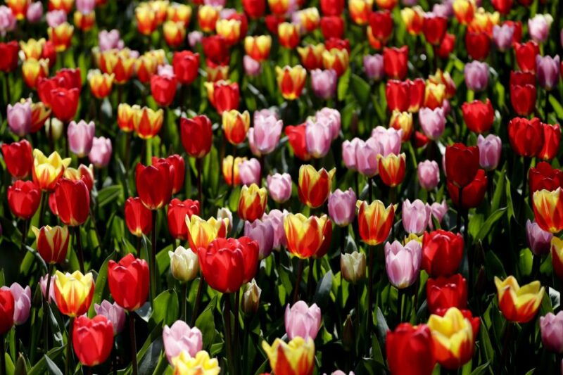 amsterdam-keukenhof-ticket-with-shuttle-bus-canal-cruise
