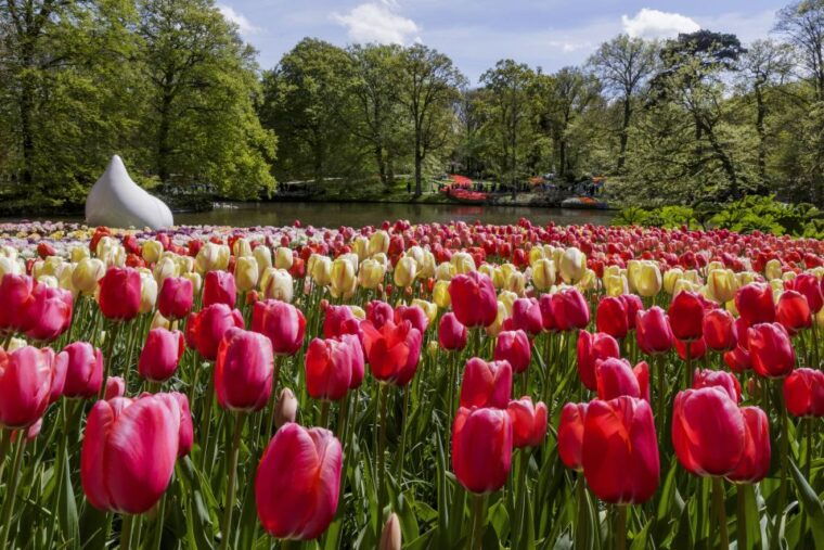 amsterdam-keukenhof-ticket-with-shuttle-bus-canal-cruise