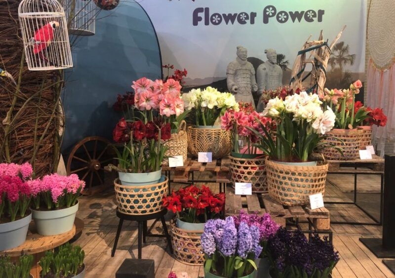 amsterdam-keukenhof-tulip-garden-and-giethoorn-experience