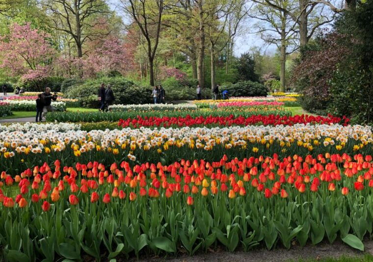amsterdam-keukenhof-tulip-garden-and-giethoorn-experience