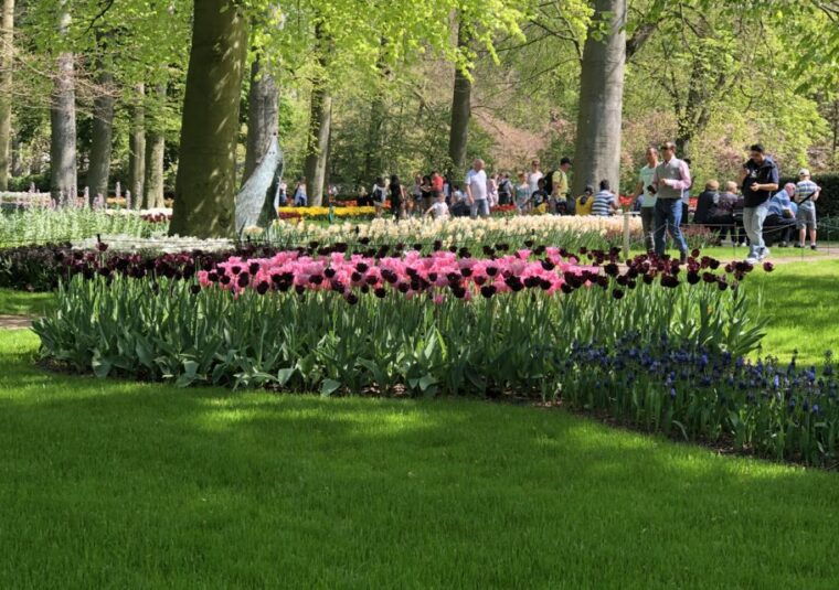 amsterdam-keukenhof-tulip-garden-and-giethoorn-experience