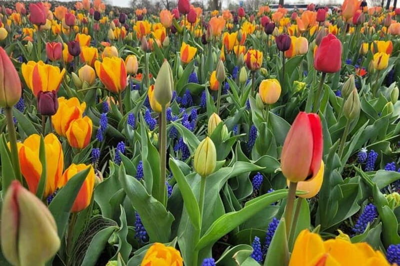 Amsterdam: Keukenhof Tulip Gardens Private Tour - Key Points
