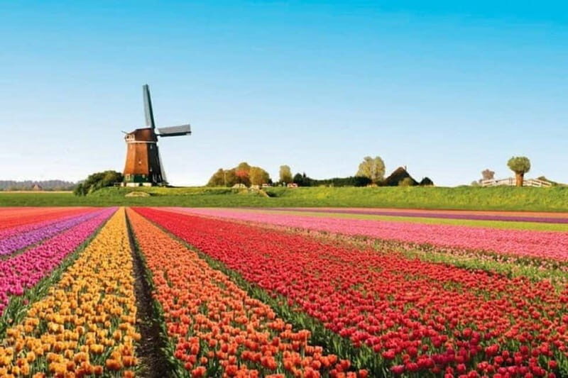 Amsterdam: Keukenhof Tulip Gardens Private Tour - The Value of This Tour