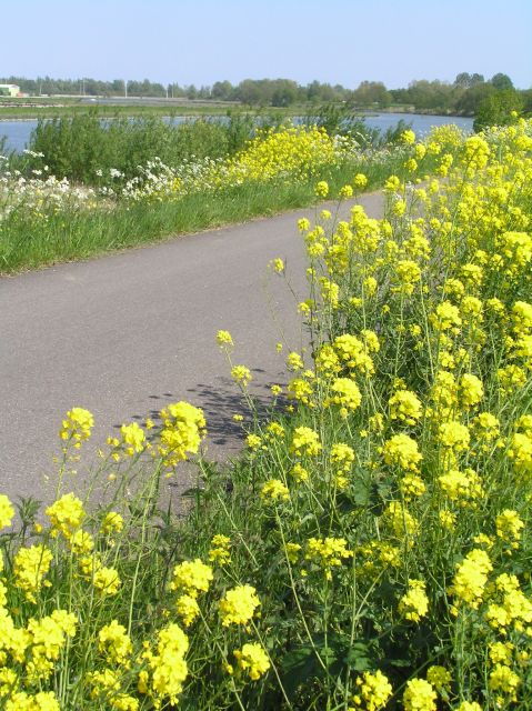 amsterdam-new-ijburg-district-private-bike-tour