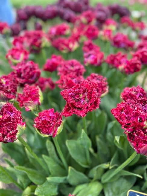 Amsterdam: Private Keukenhof and Free Tulip Tour - Who Would Love This Tour?
