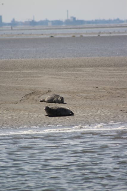 Amsterdam: Seal Safari at Waddensea UNESCO Site - The Cost and Value