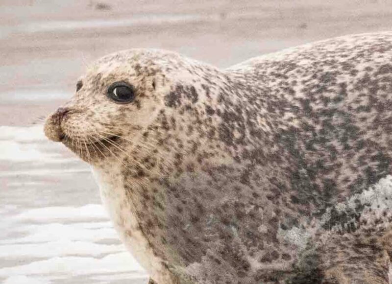 Amsterdam: Seal Safari at Waddensea UNESCO Site - The Experience of Wildlife & Nature