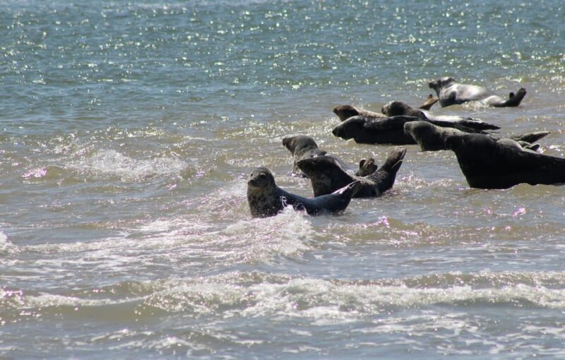Amsterdam: Seal Safari at Waddensea UNESCO Site - Visiting Medemblik: A Cultural Pause
