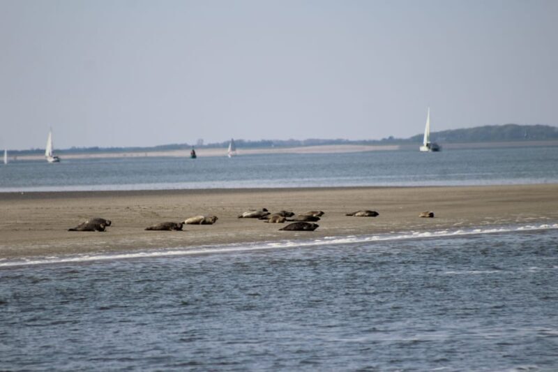 Amsterdam: Seal Safari at Waddensea UNESCO Site - Practical Tips for the Tour