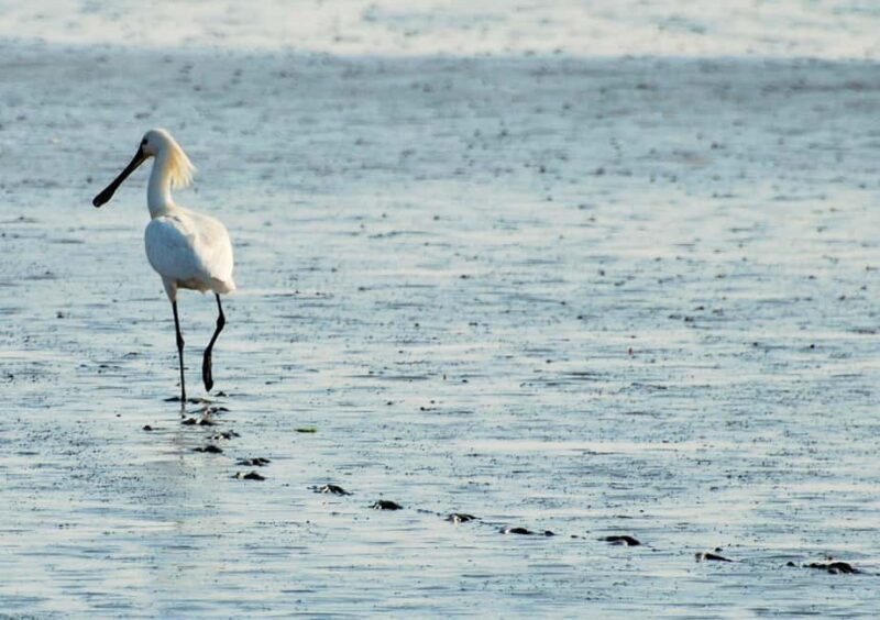 Amsterdam: Seal Safari at Waddensea UNESCO Site - Who Is This Tour Best For?