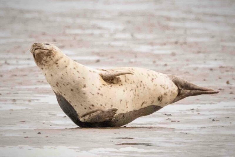 Amsterdam: Seal Safari at Waddensea UNESCO Site - The Sum Up: Is It Worth It?