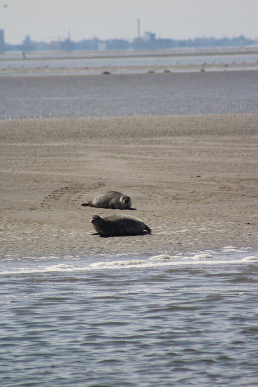 Amsterdam: Seal Safari at Waddensea UNESCO Site - FAQs