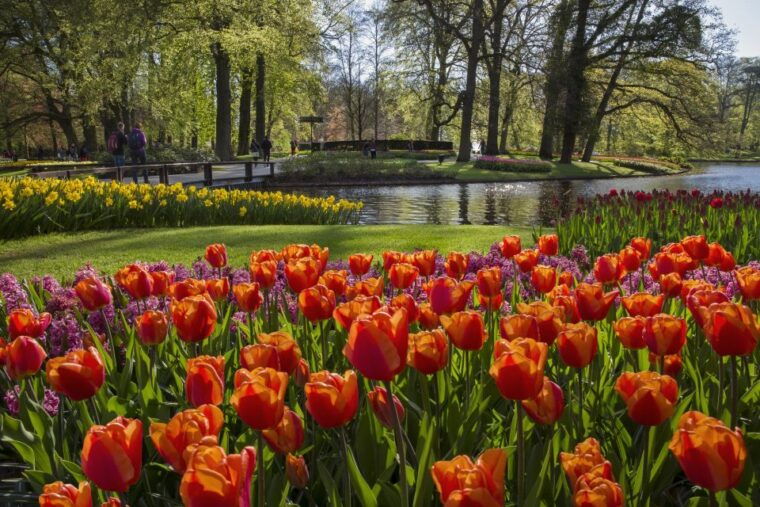 amsterdam-tour-to-keukenhof-gardens-with-windmill-cruise